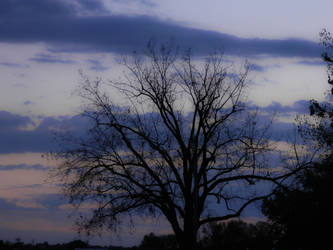 Tree of Dusk