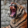 The yawning tiger