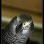 African Gray Parrot