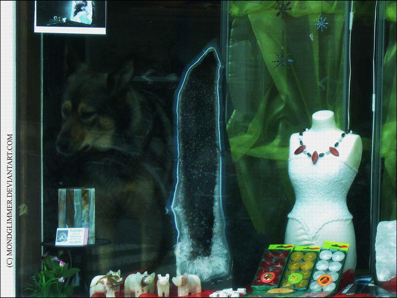 Hund im Ausverkauf