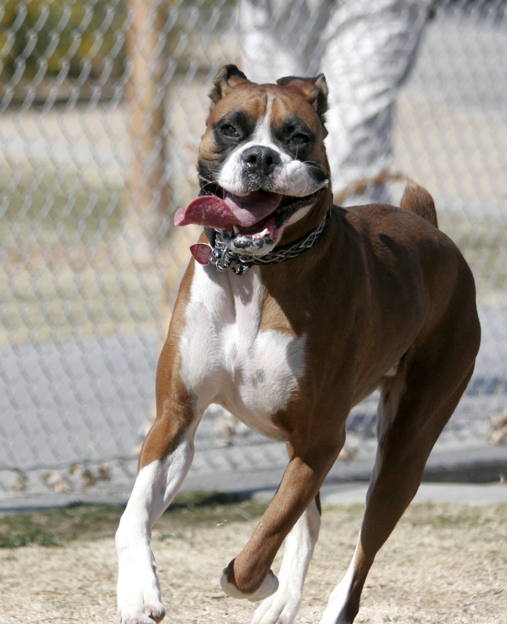 Boxer Smile