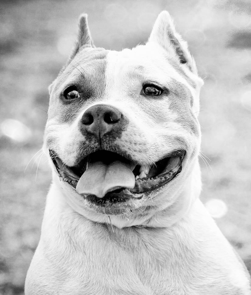 One happy Pitbull by Feeferlump