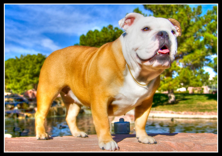 Bulldog at Park in HDR