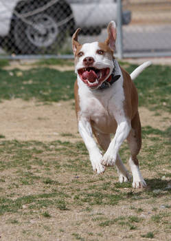 Pitbull on the run