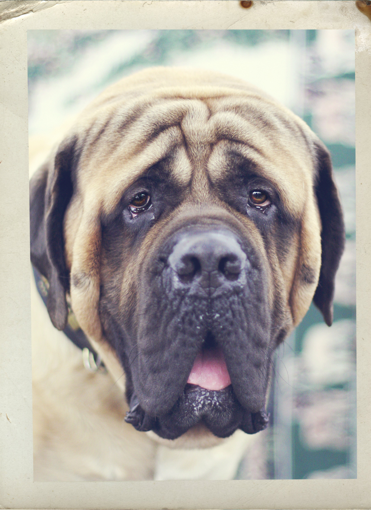 Mastiff