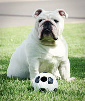 Bulldog and her soccer ball