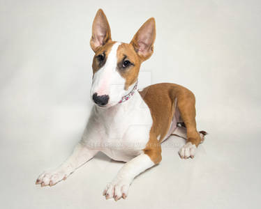 Red Bull Terrier Puppy
