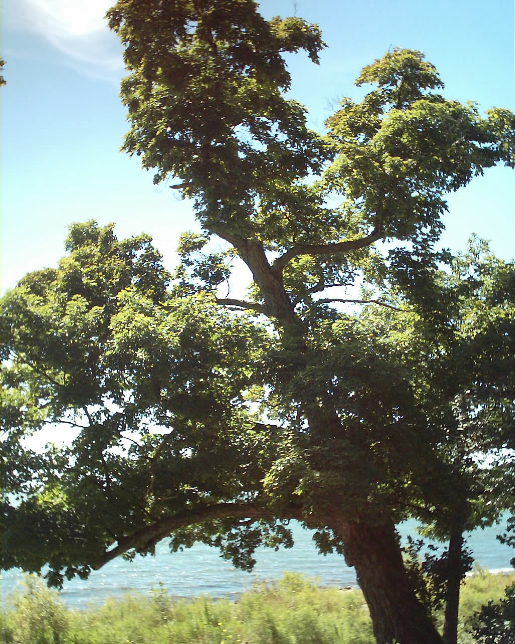 old tree by the lake