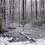 Frozen Forest