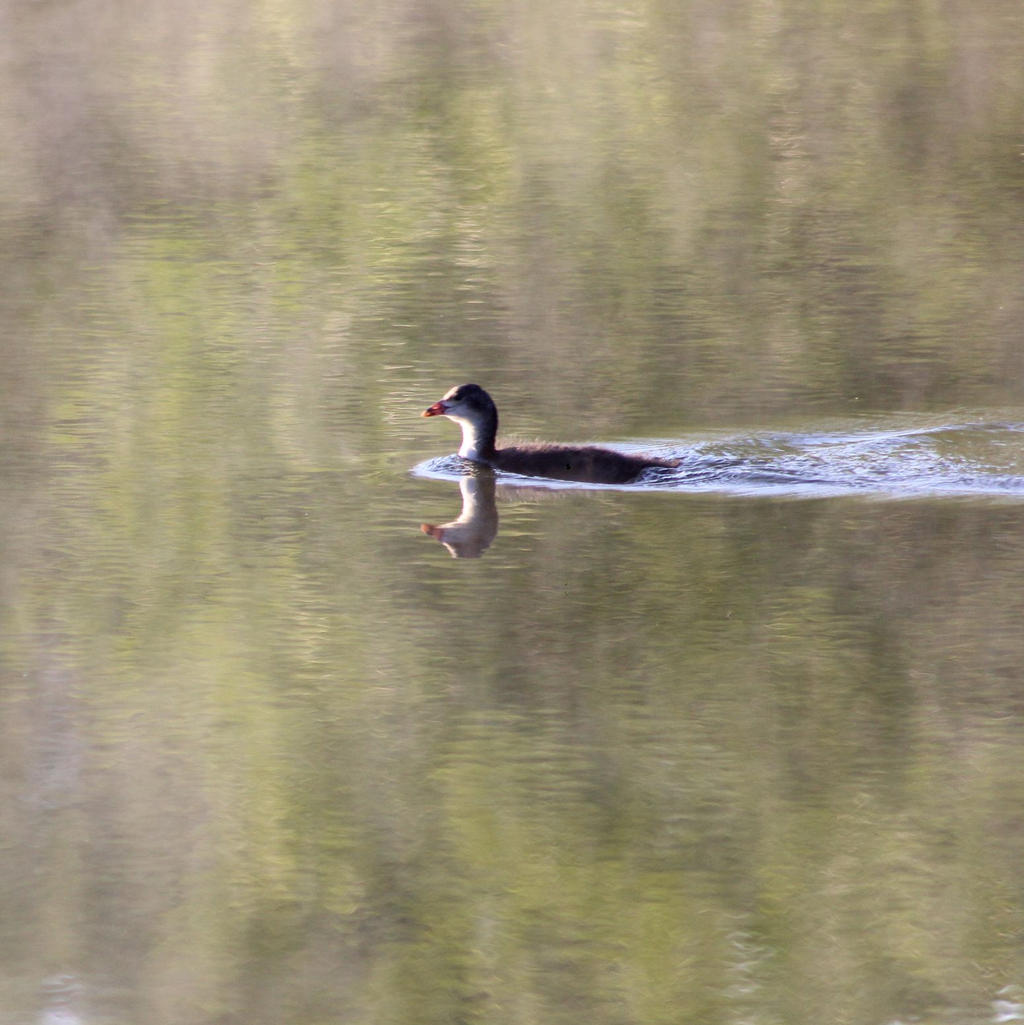 Young Coot