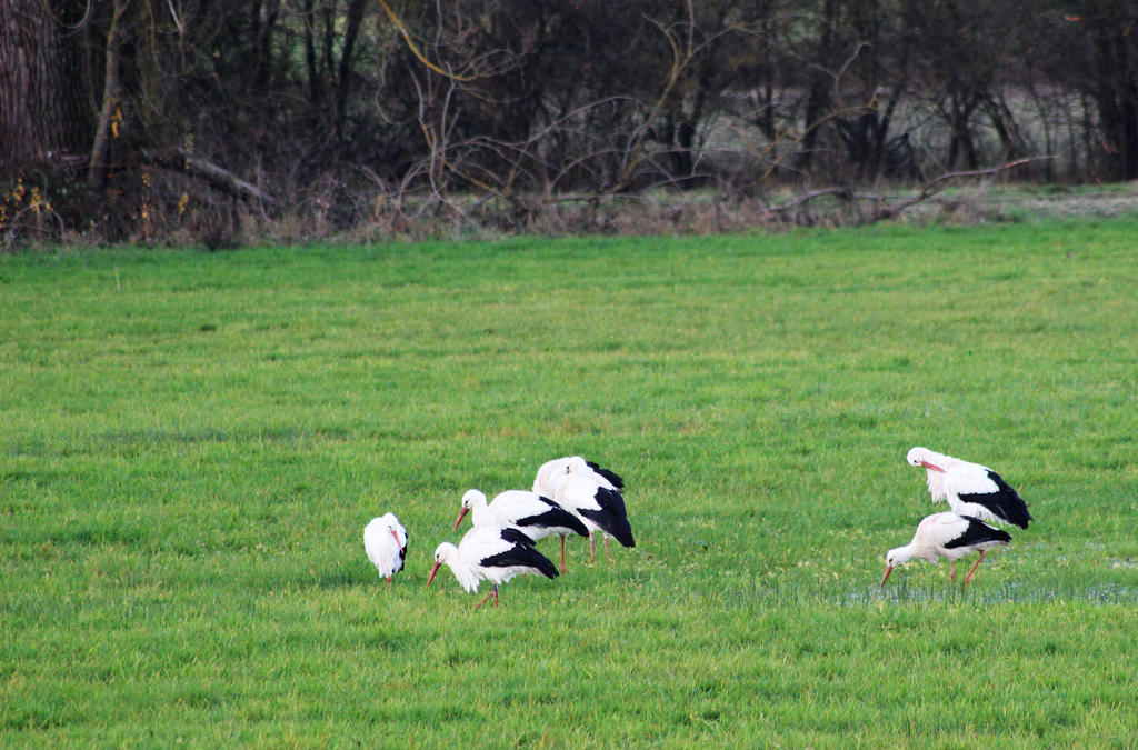 Stork Family