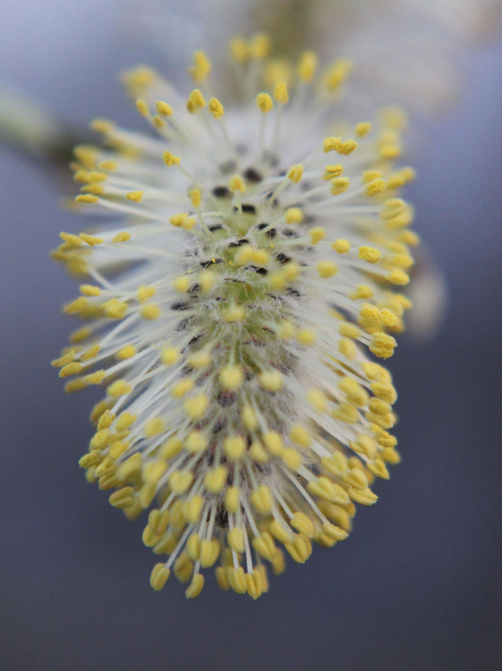 Pussy Willow