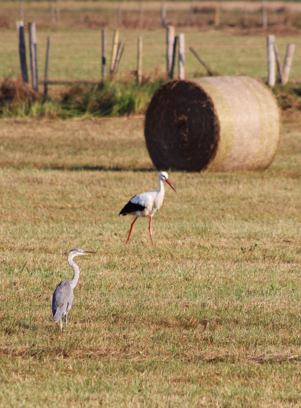 The Egret And The Stork