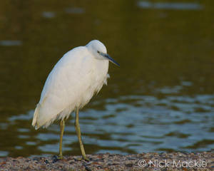 Little Egret Up Close