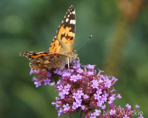 Vanessa cardui on Buddleja