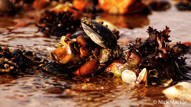 Mussels and Shells