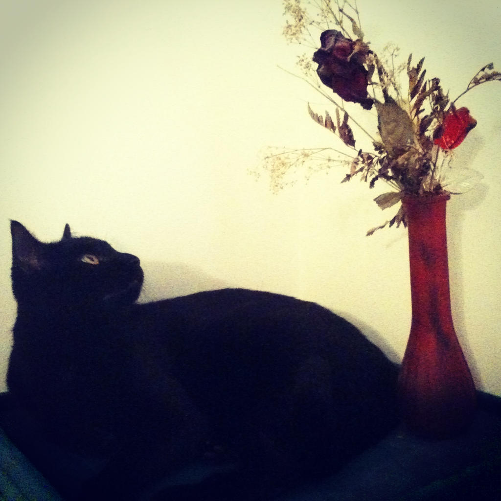 Kitty staring at my dead flowers