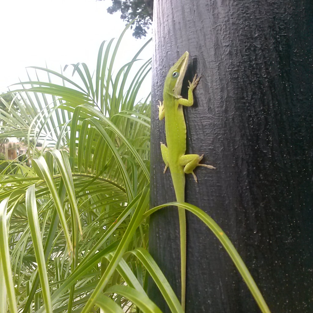 Bright Green Lizard