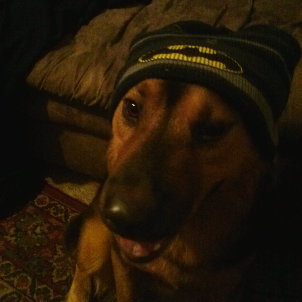 Friends dog with batman hat