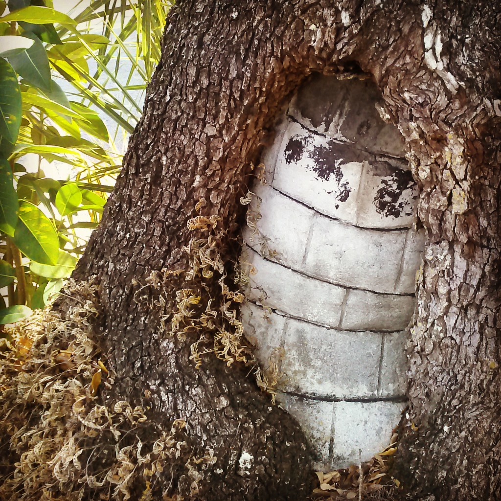 A tree growing around a stone