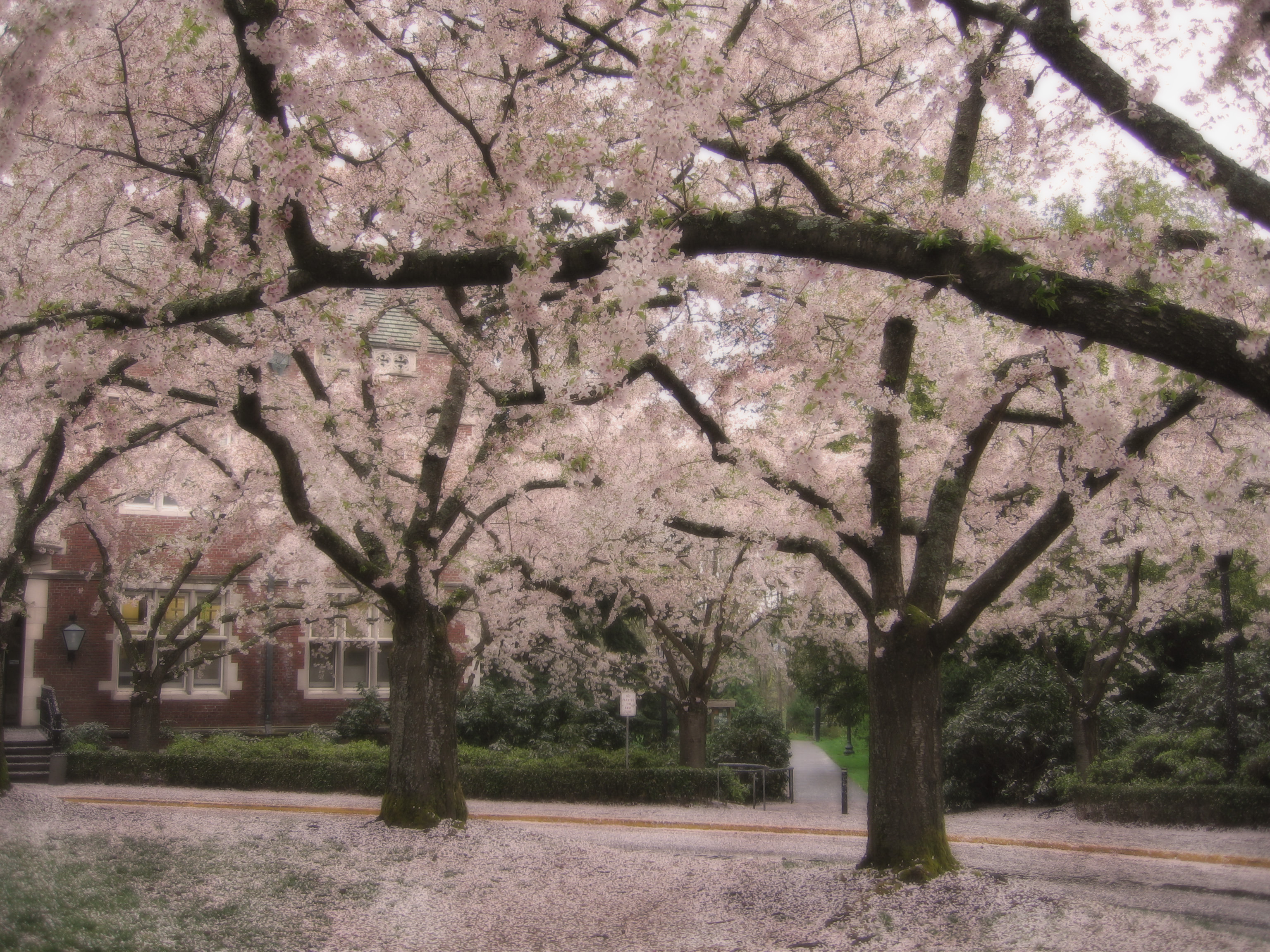 Flowery Haven