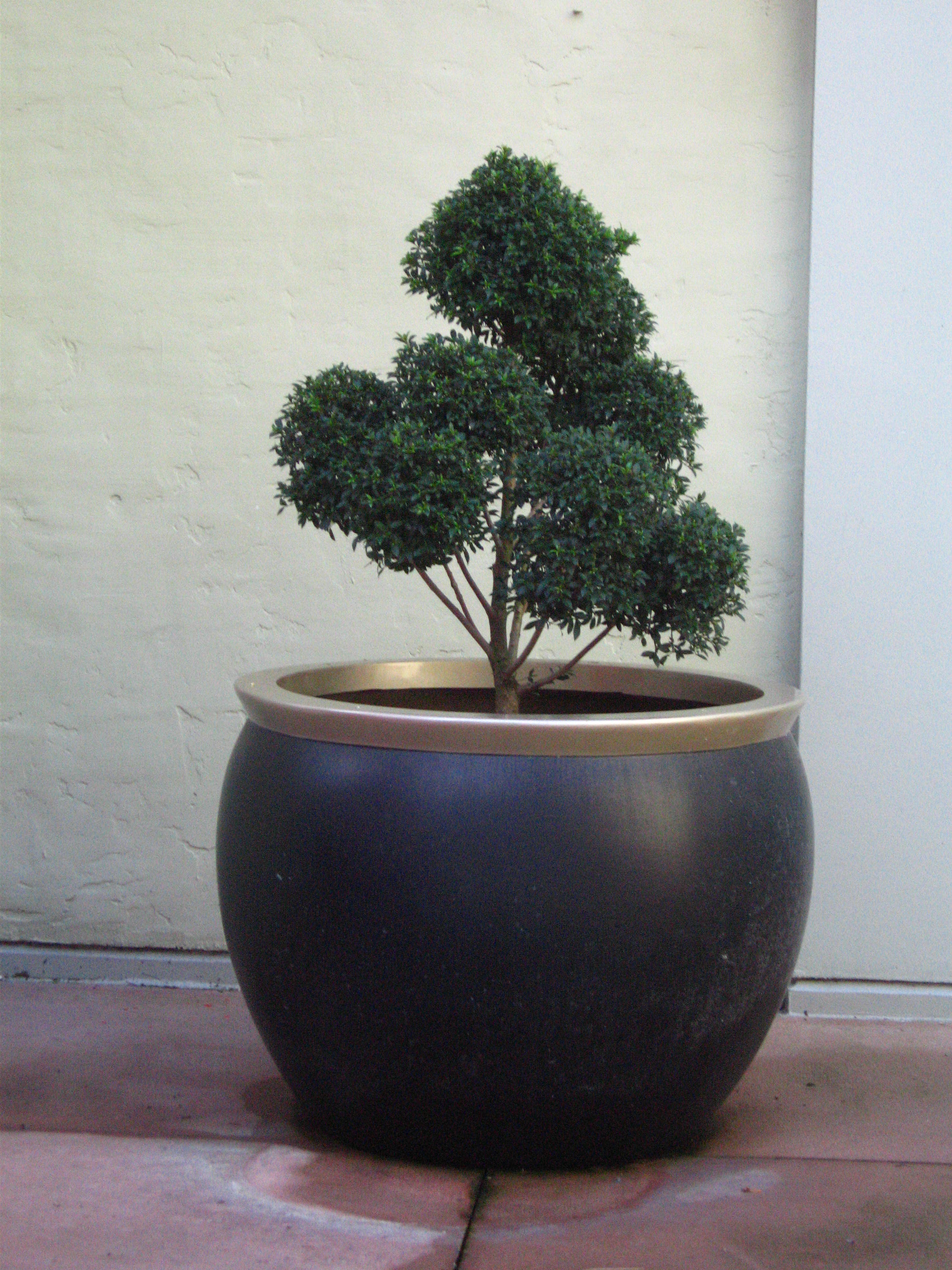 Potted Tree