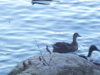 Ducks on the Hudson