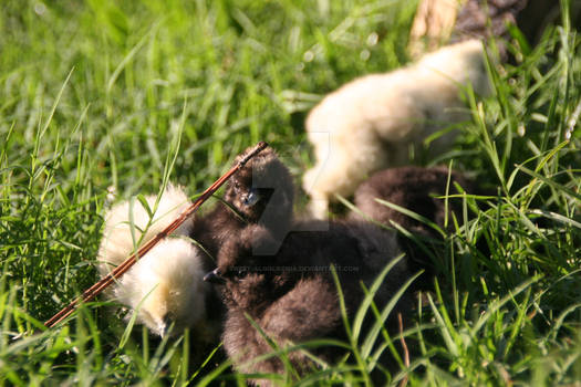 Silkie chicks 2