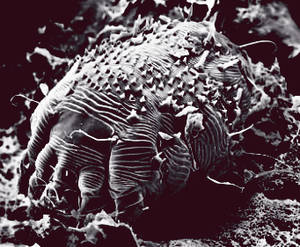 Microscopic Monster