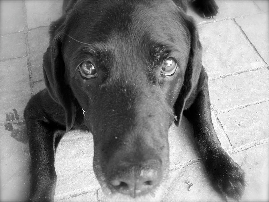 Black Lab Deviantart Black Lab by Magiwand-Art on DeviantArt