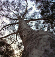 Gazing upwards