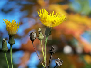 the fall dandelion beauty