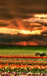 Tulips In The Sunset by dianar87