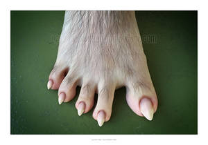 Canine Foot