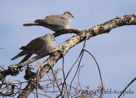 Doves - STOCK