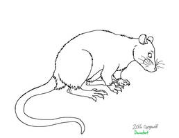 Rat Lineart (Remaster)