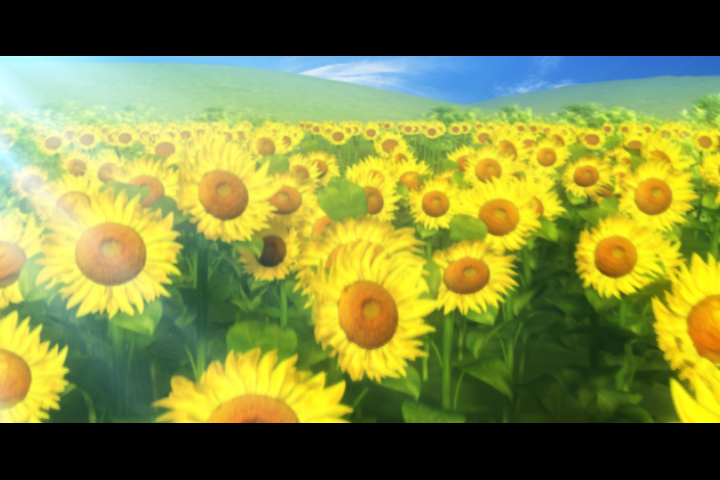 Sunflower Fields