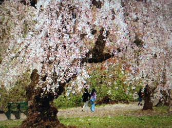 Blossom Tree