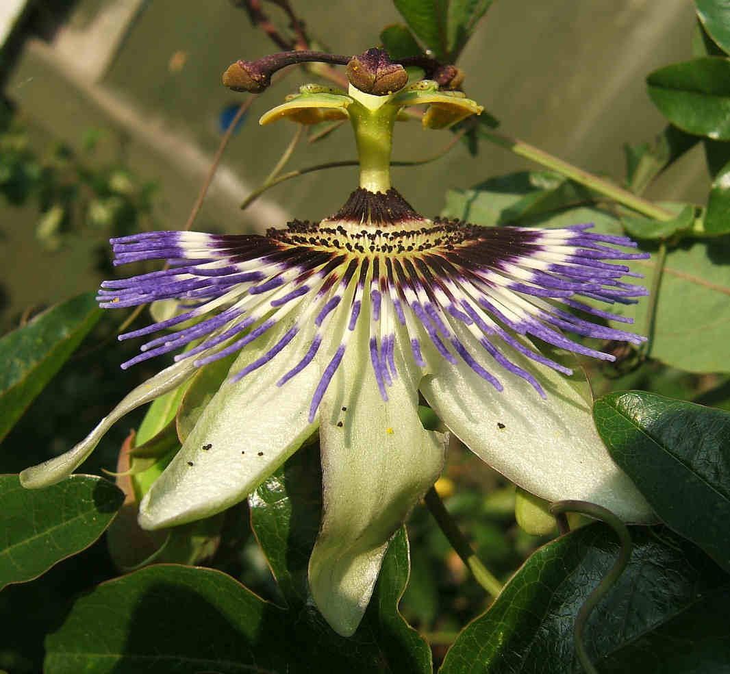 Passiflora