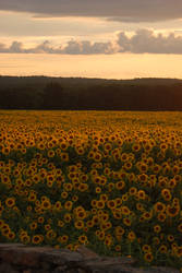 the sunflowers