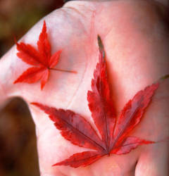 Red in the Palm