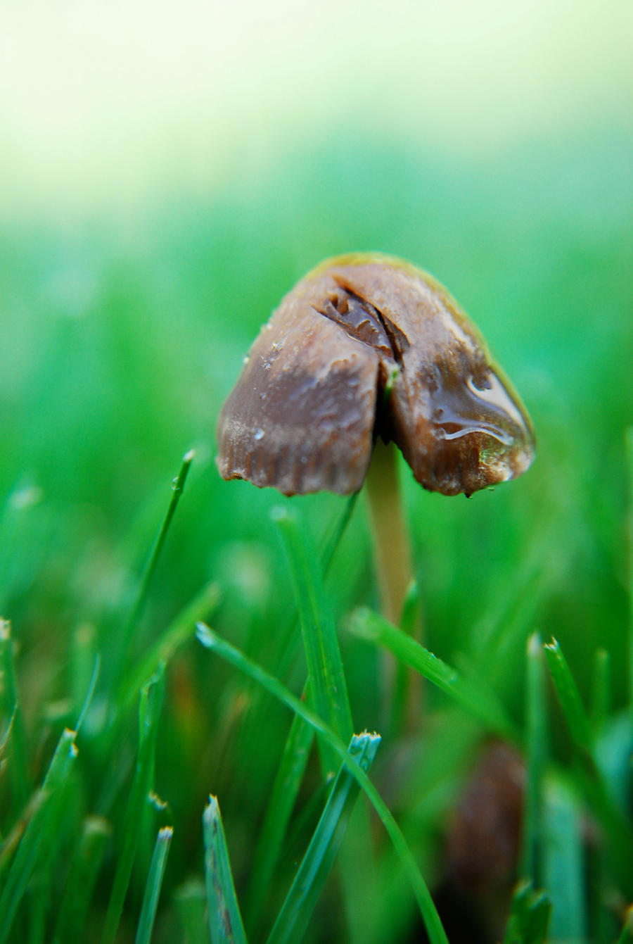 Little Shroom