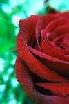 Roses are red... by prettyflour