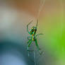 Orbweaver