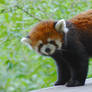 Red Panda