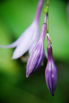 varying shades of purple