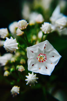 Mountain Laurel