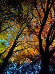 the many hues of fall by prettyflour the many hues of fall by prettyflour