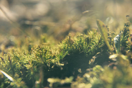 a patch of moss