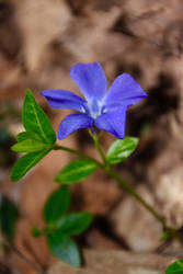 Vinca